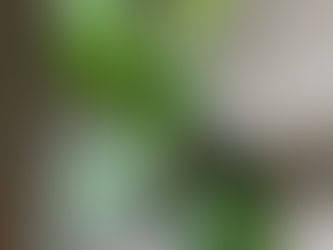 I’m kind of like my fiddle leaf fig!