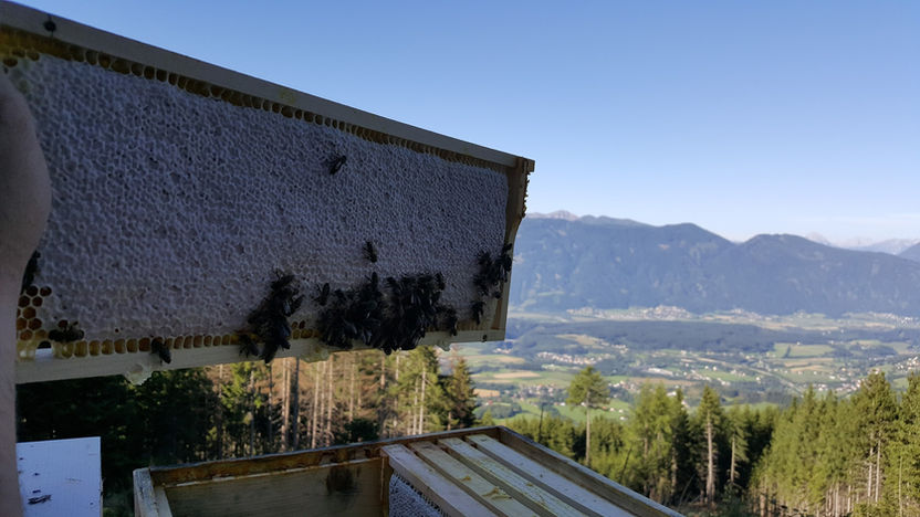 013 Honig Ernte Tschirrnock 04.jpg