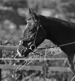 VHPRC Dressage class 1 (10am) 27/10/24