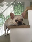IMG_1817.jpeg
