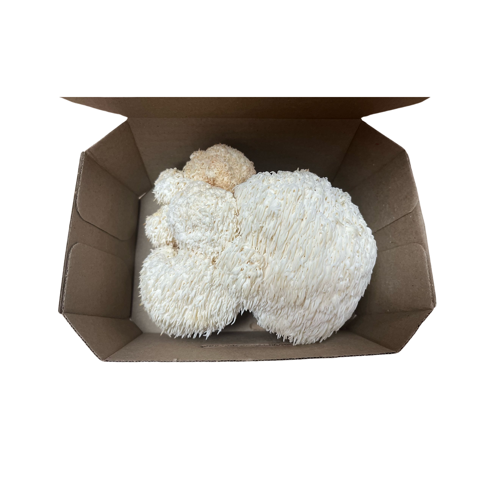 Miniatura: Melena de León Fresco 1/4 kg