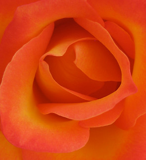 orange brilliant IMG_8437.jpg