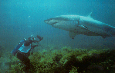 Howard Hall and Great White Shark