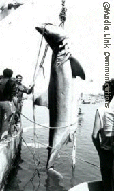malta great white shark 2