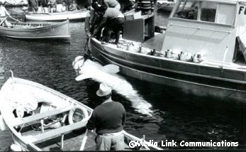 malta great white shark 3