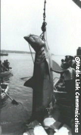 malta great white shark 1