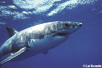 Great White Shark