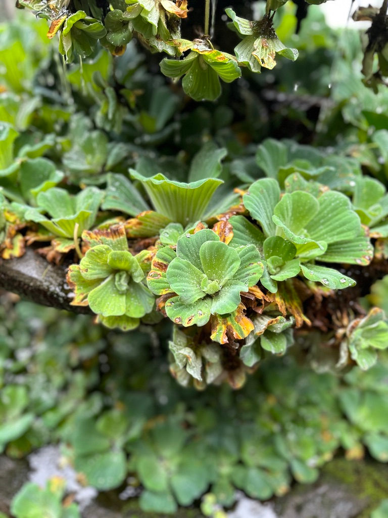 Enchanting Greenery