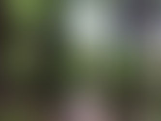 Video - The Beautiful Sound of Birdsong