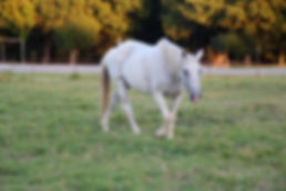 Benbrook Stables Trail Rides - Fort Worth, Texas