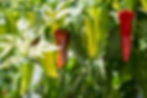 Small heirloom peper that was popular in seasoning white fish sauces in the Mid-Atlantic .