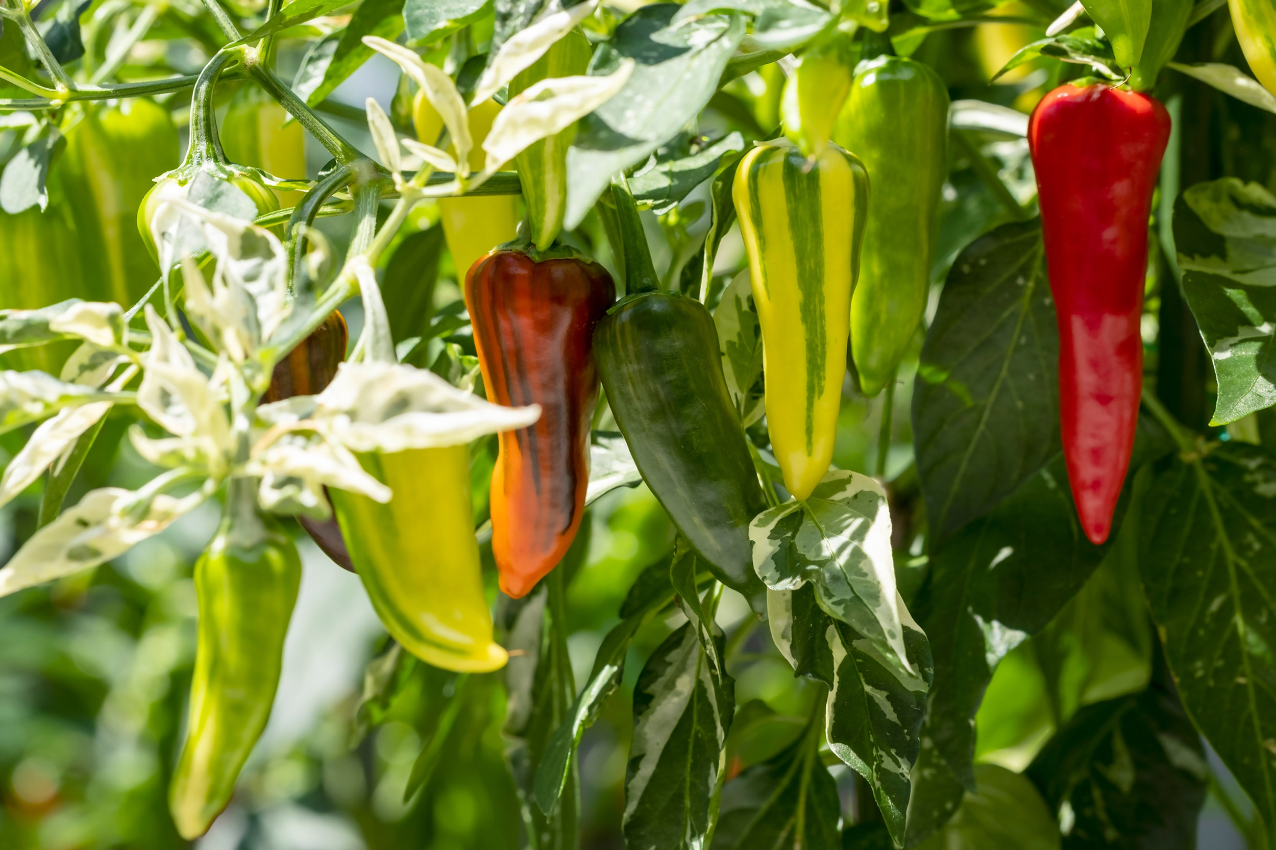 The Select African Diaspora Plant Inventory Includes Plants That Are the-select-african-diaspora-plant-inventory-includes-plants-that-are