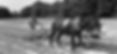gardening wisdom, historical anecdotes, 