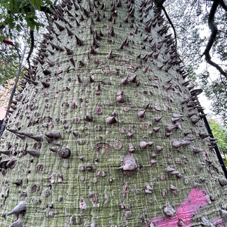 Ceiba Speciosa's trunk is truly impressive with its big spikes.