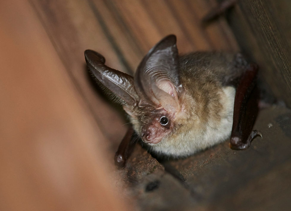 Plecotus Auritus - Brown long-eared bat. Photo by Nils Bouillard.