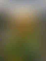 Flowers from the Bee Farm.