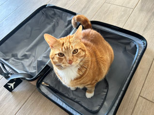 Dorito making sure he travels with us. Photo by Claudia Castillo.