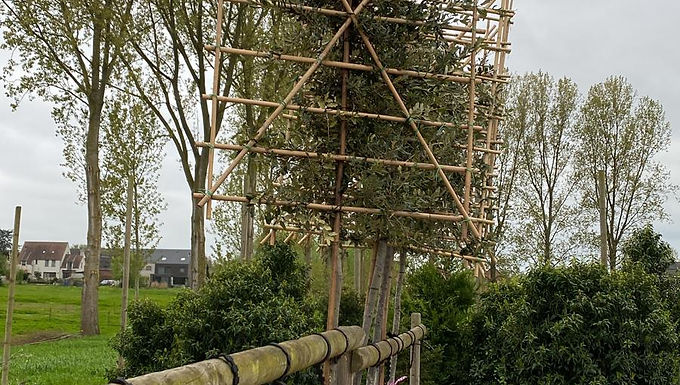 Steeneik hoogstam scherm (Quercus ilex)