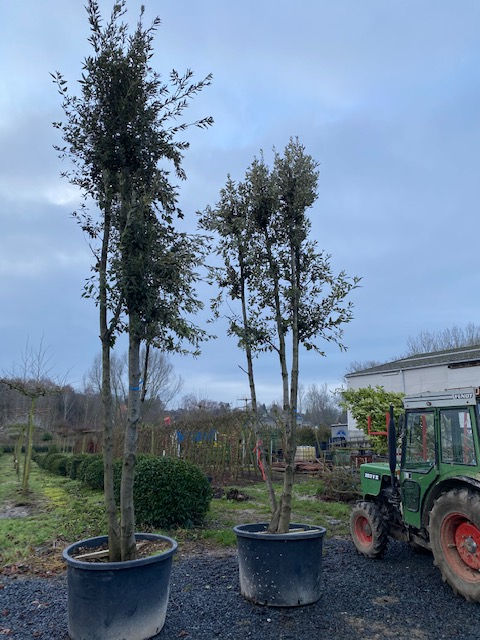 Thumbnail: Steeneik meerstammig (Quercus Ilex)
