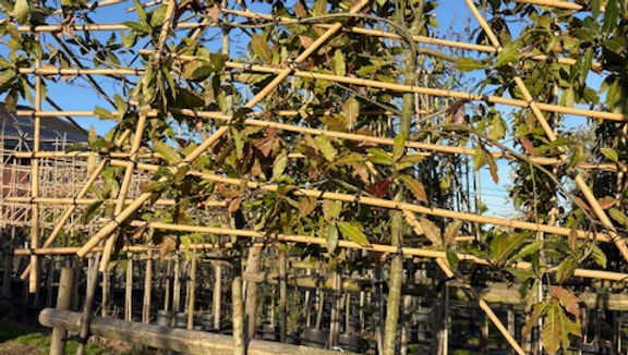 Mexicaanse eik (Quercus rhysophylla Maya)