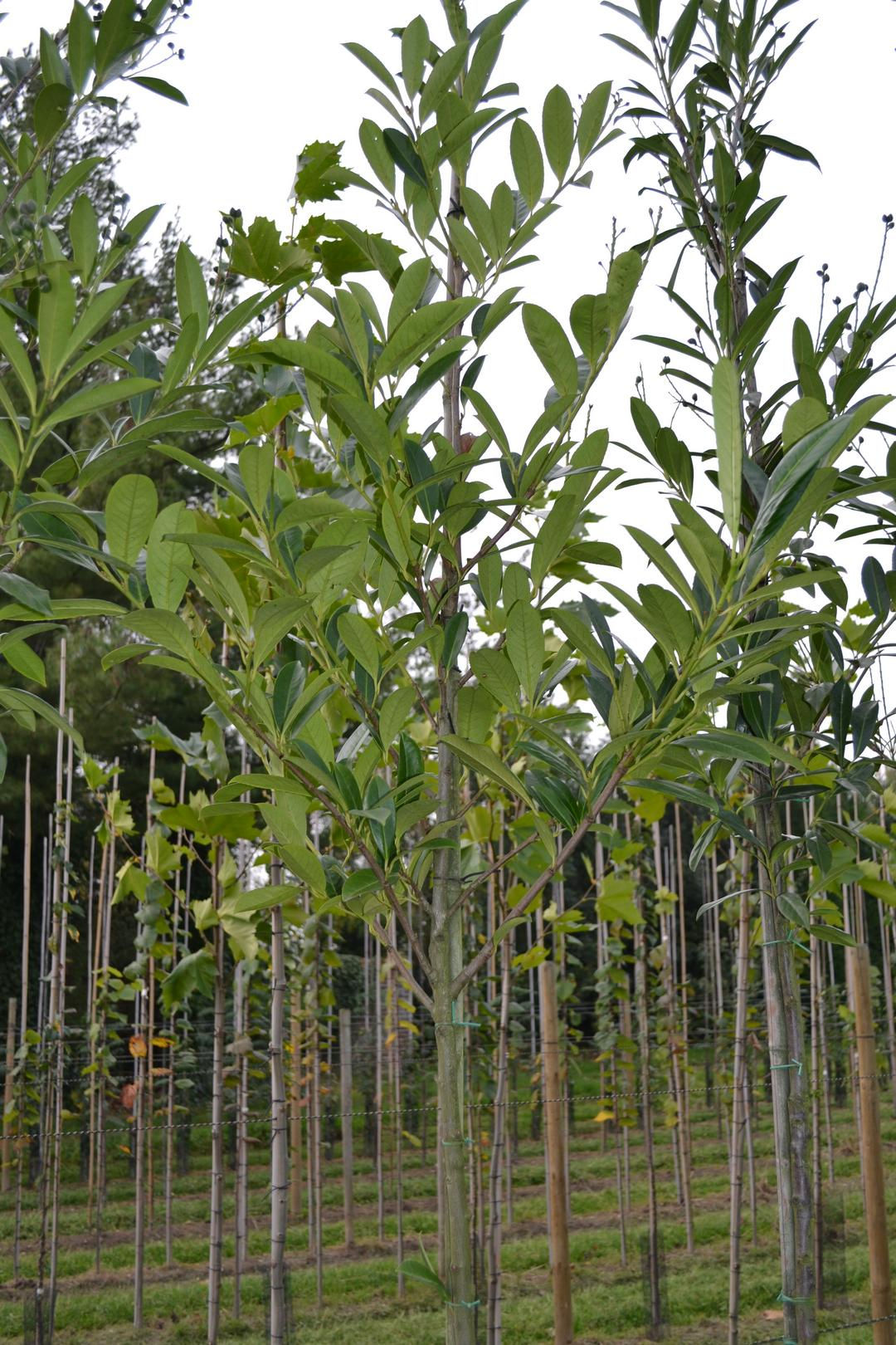Laurierkers (Prunus laurocerasus Caucasica)