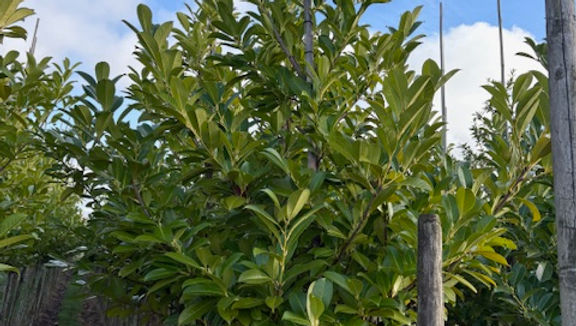 Laurierkers 'Novita' (Prunus novita)
