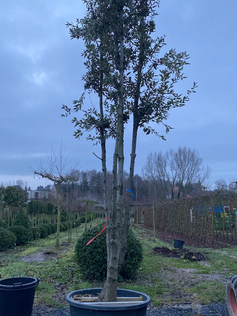 Thumbnail: Steeneik meerstammig (Quercus Ilex)