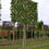 Thumbnail: Haagbeuk (Carpinus Betulus)