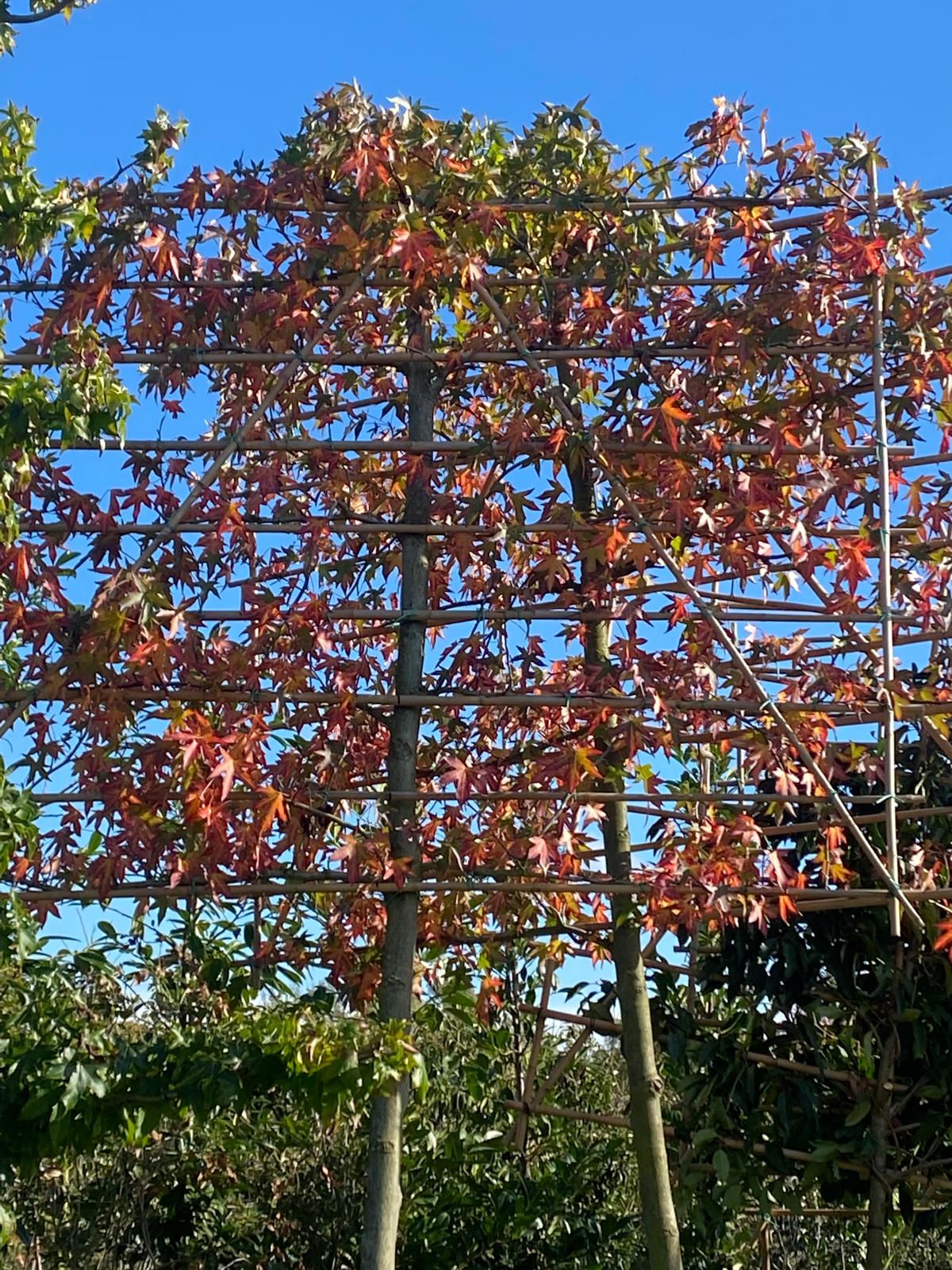 Liquidambar | scherm