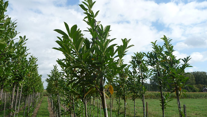 Laurierkers (Prunus Laurocerasus rotundifolia)
