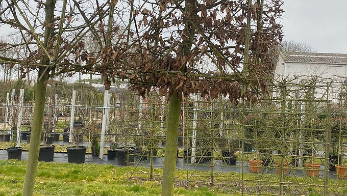 Haagbeuk kubus | hoogstam