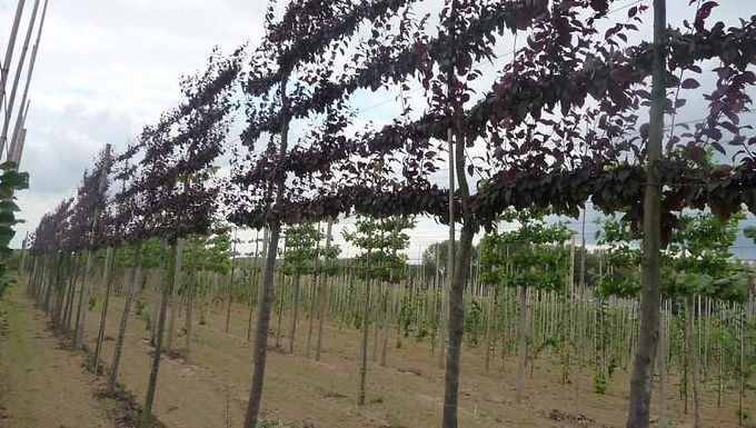 Kerspruim (Prunus cerasifera nigra)