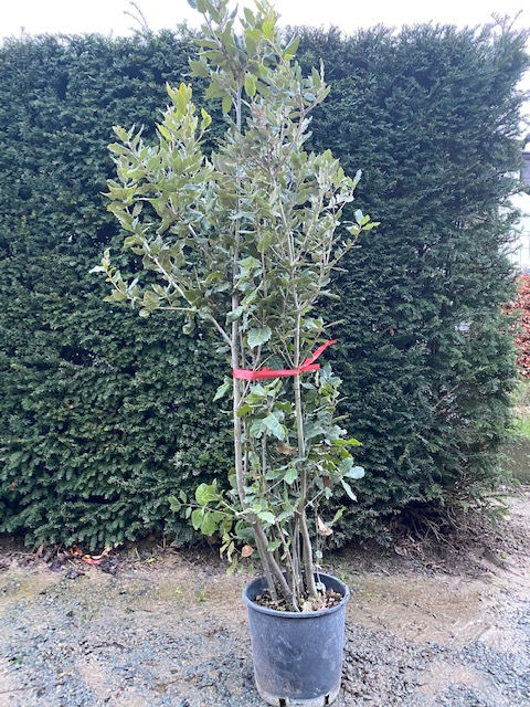 Thumbnail: Steeneik meerstammig (Quercus Ilex)