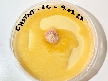 Sometimes contamination is more exciting than the mushrooms themselves.