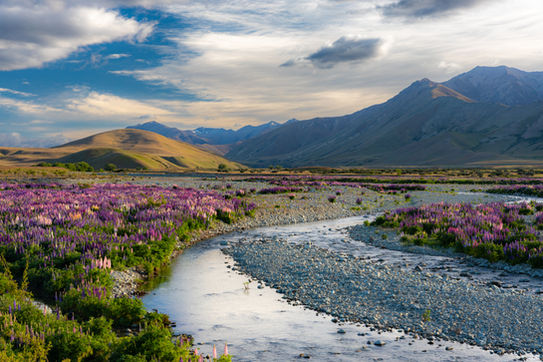 Lake Tekapo Lupins