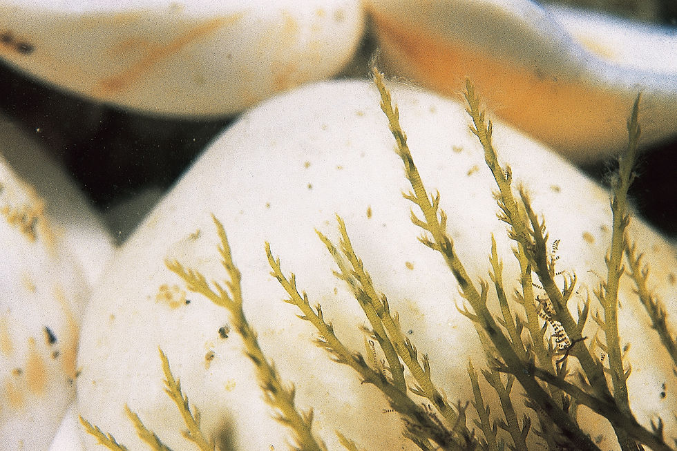 Alsidium corallinum C. Agardh