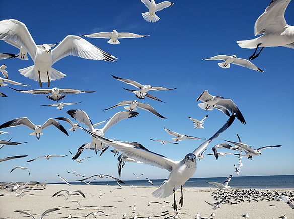 seagulls on the beach