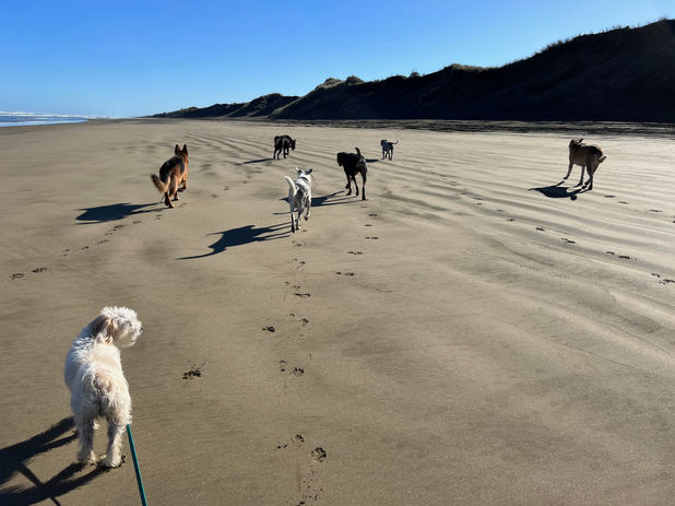 Muriwai group shot.jpeg