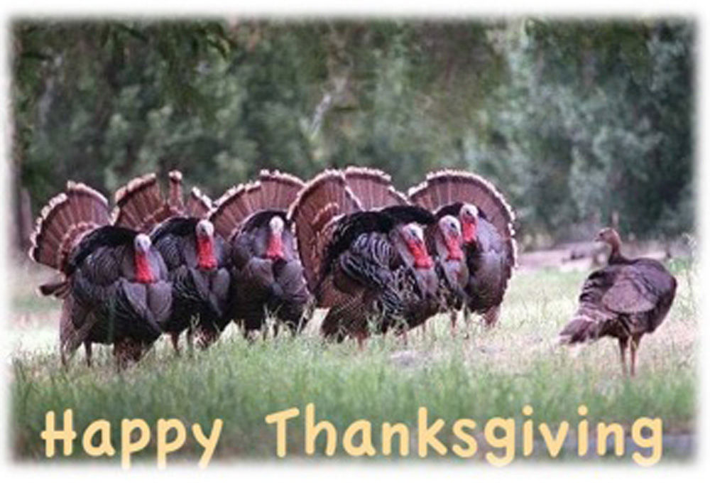 Thanksgiving Card - Happy Thanksgiving