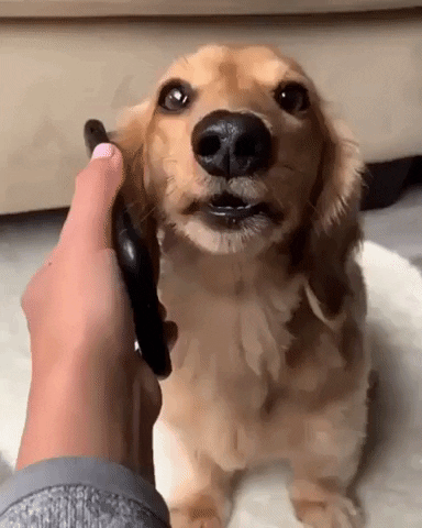 giphy contact dog.gif