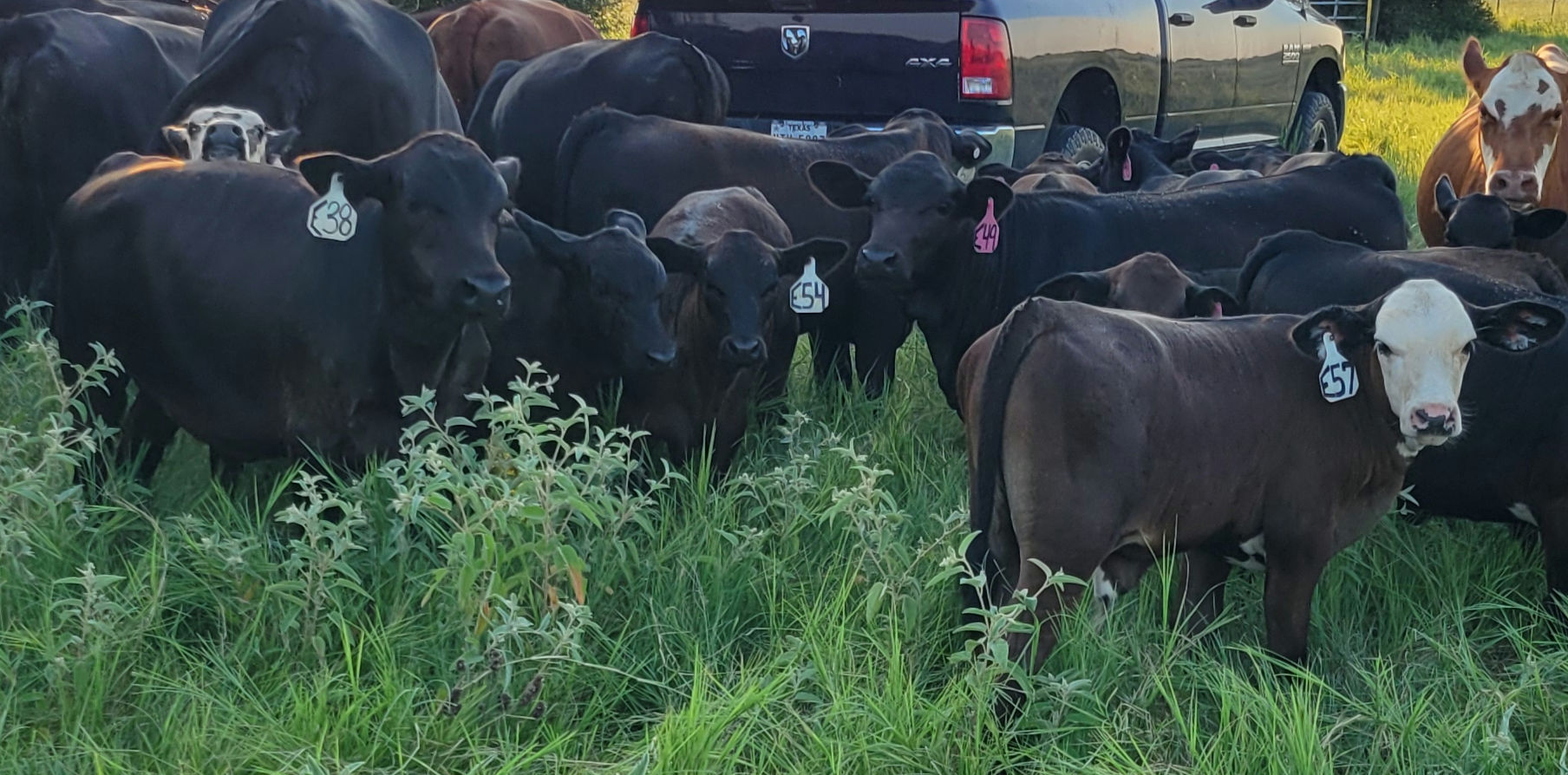 Angus+ Steers
