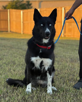 image5_edited.jpgObedience-trained dog practicing leash manners with professional dog trainer outdoors