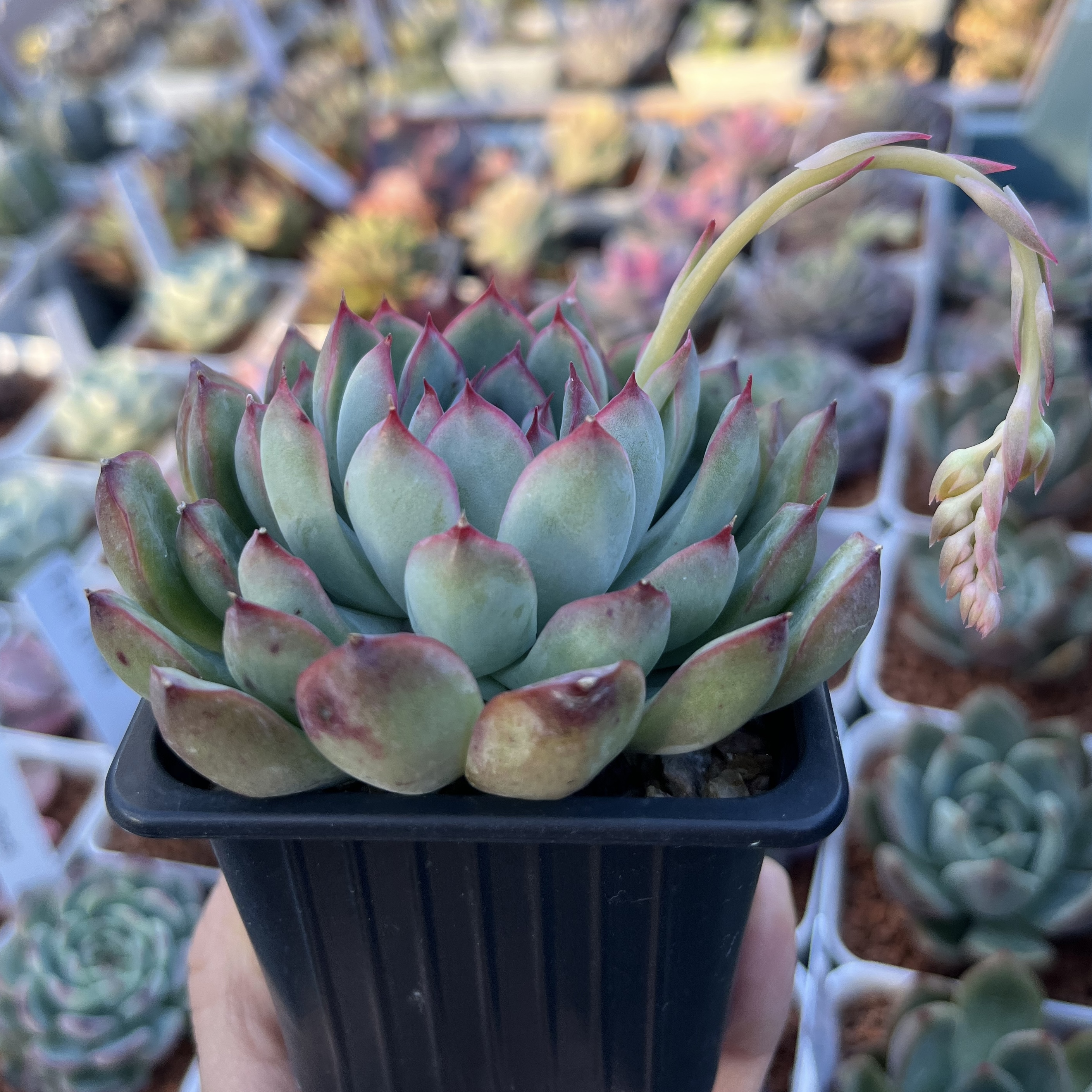 Echeveria pulidonis 花月夜