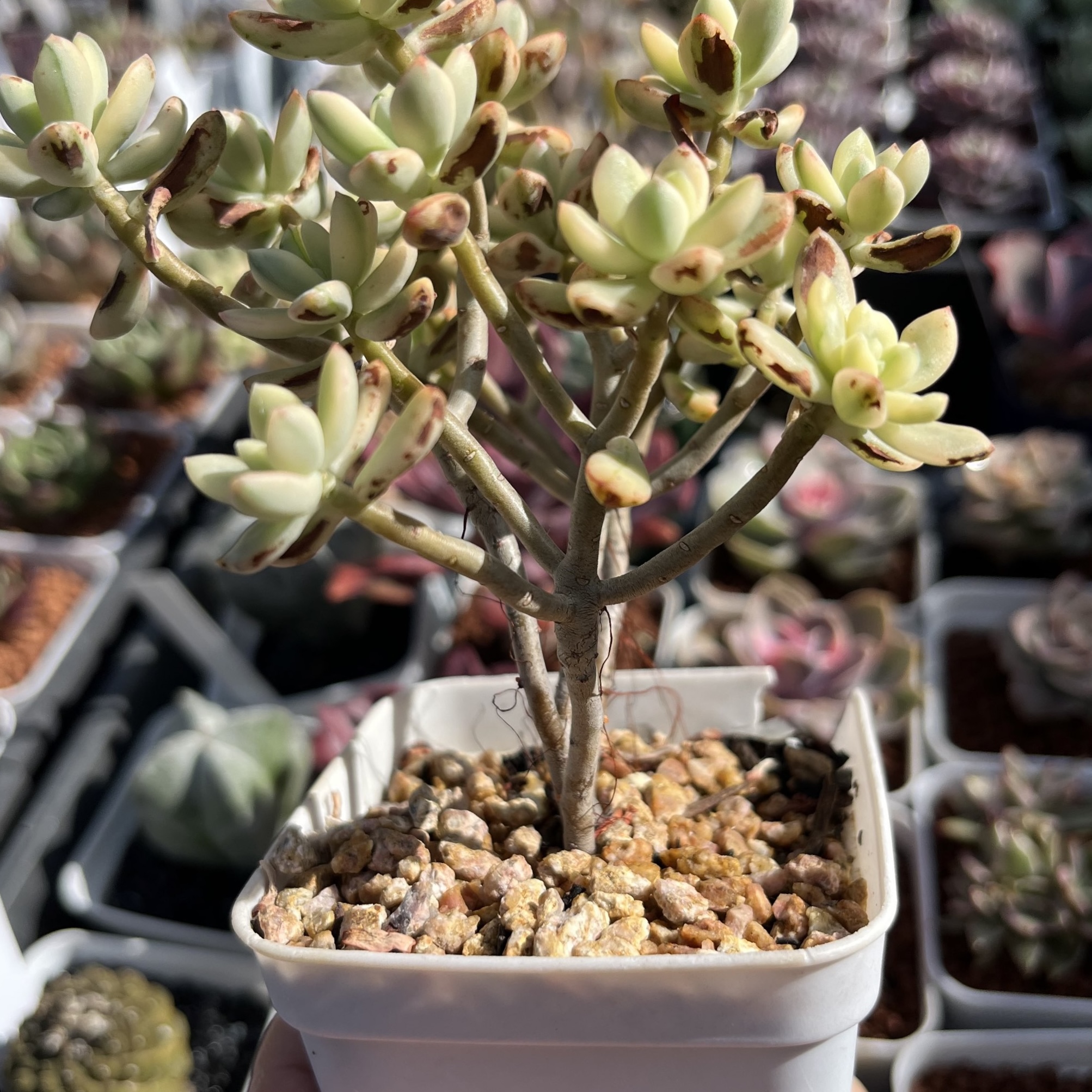 Sedum Jelly Bean Mickey Variegated 米奇錦