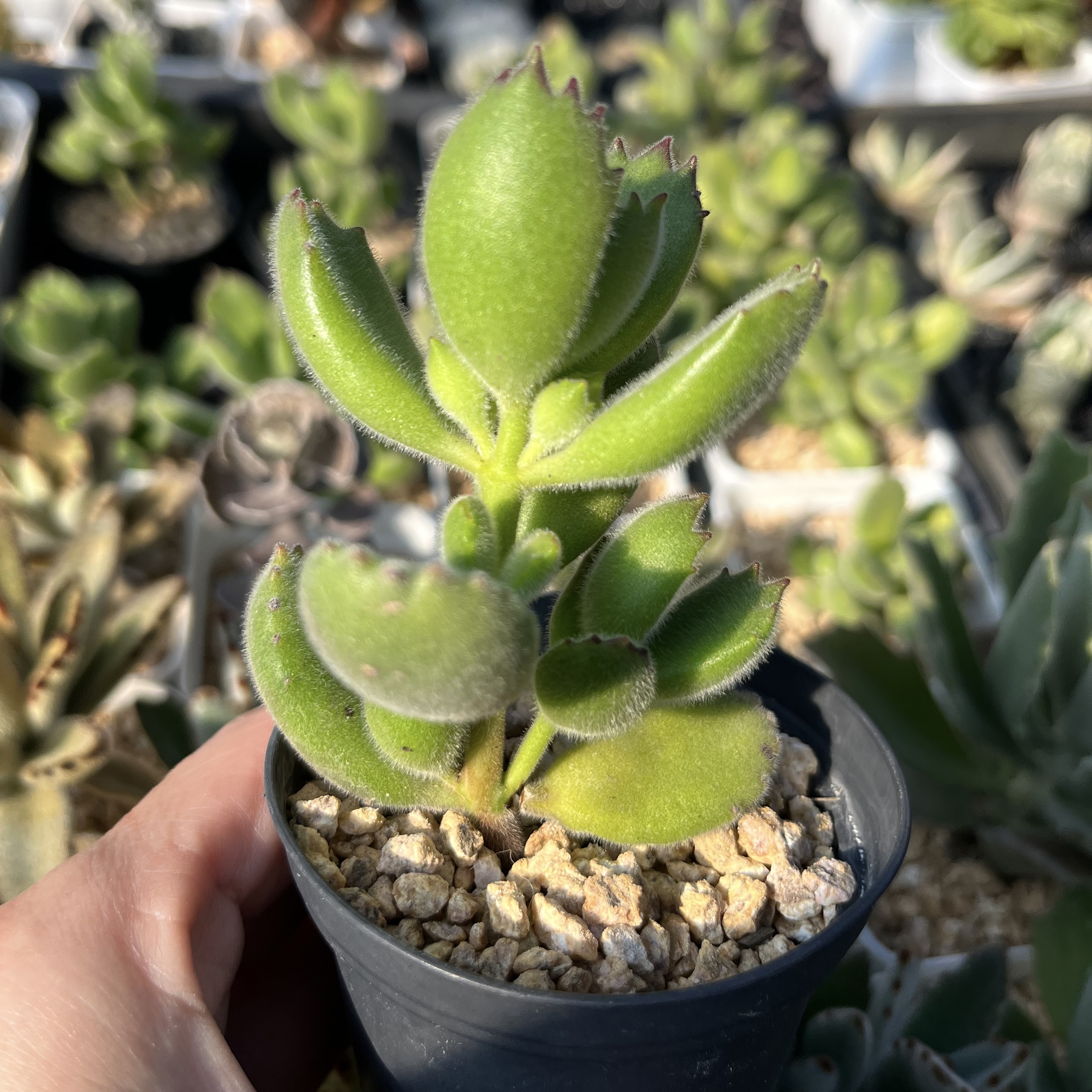 Sedum Cotyledon Tomentosa (Bear Paw) 熊童子