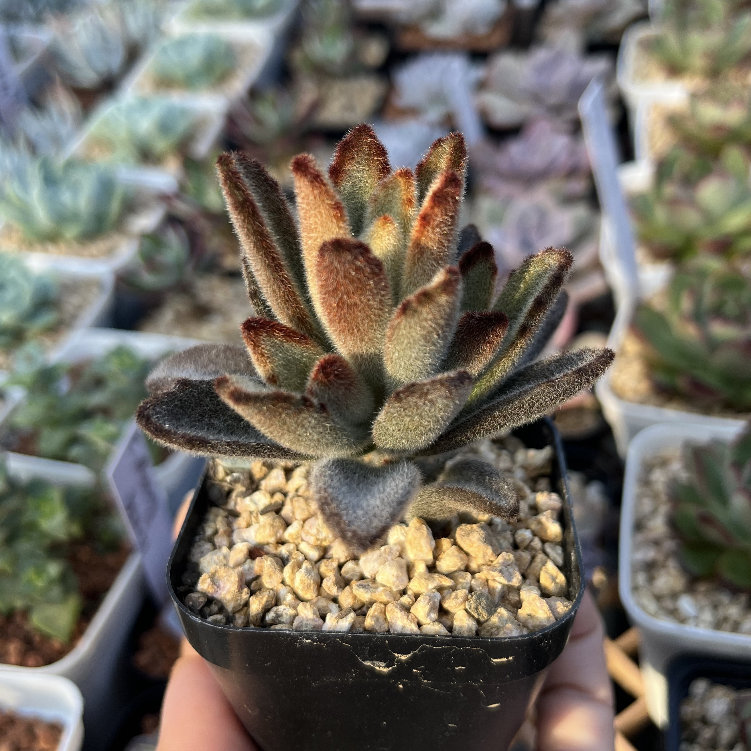 Kalanchoe Chocolate Soldier 巧克力士兵
