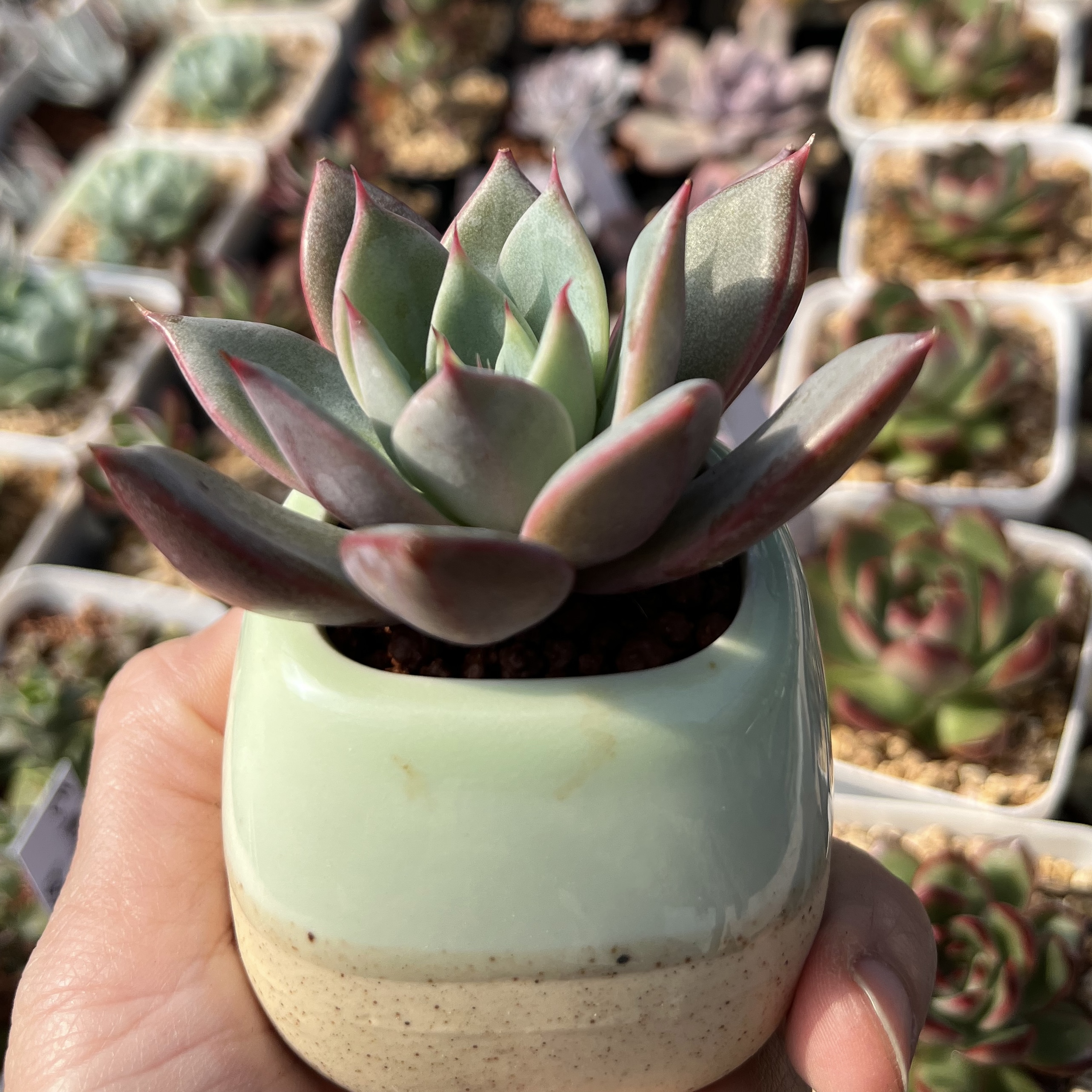 Echeveria agavoides blue moon 藍月
