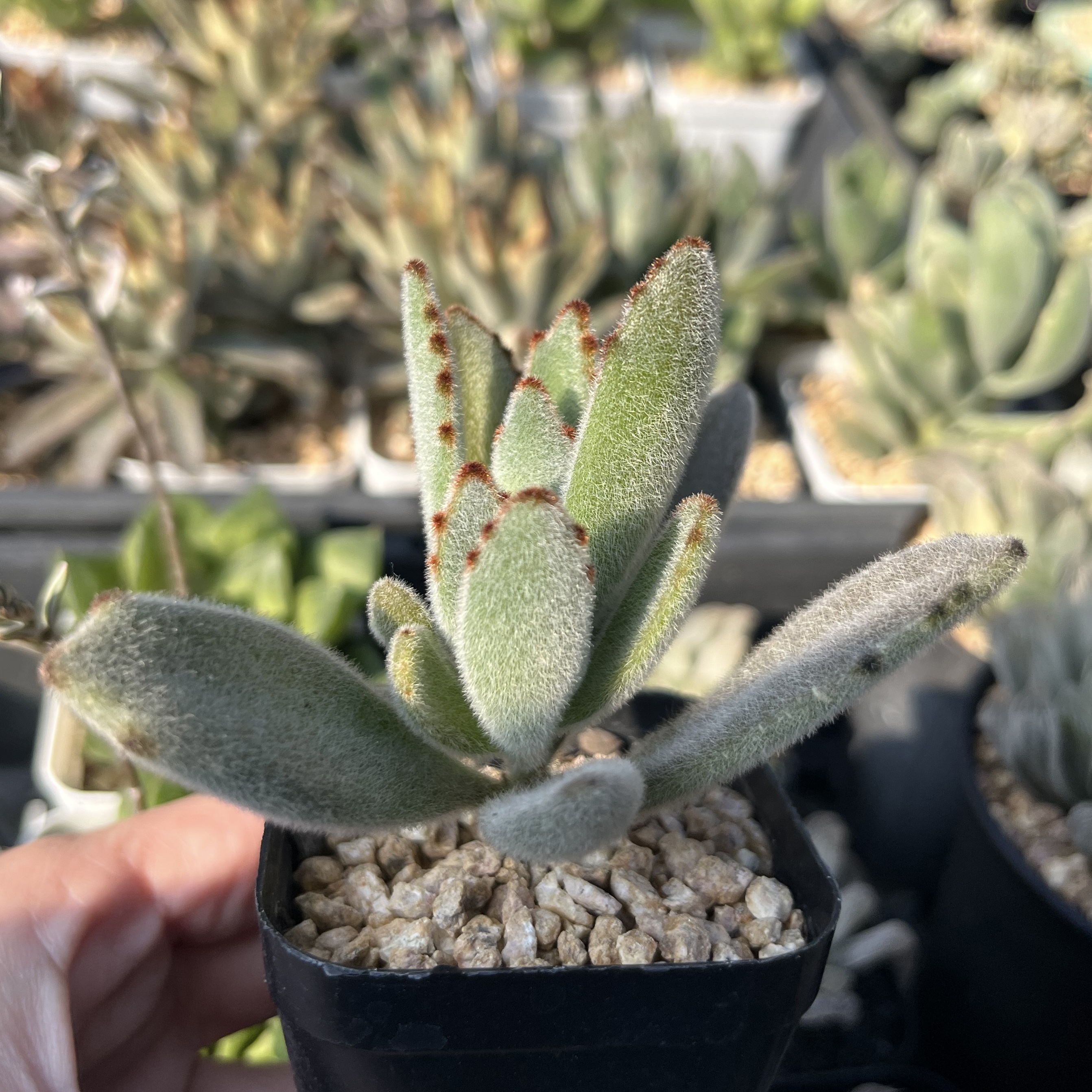 Kalanchoe Panda Plant 玉兔耳