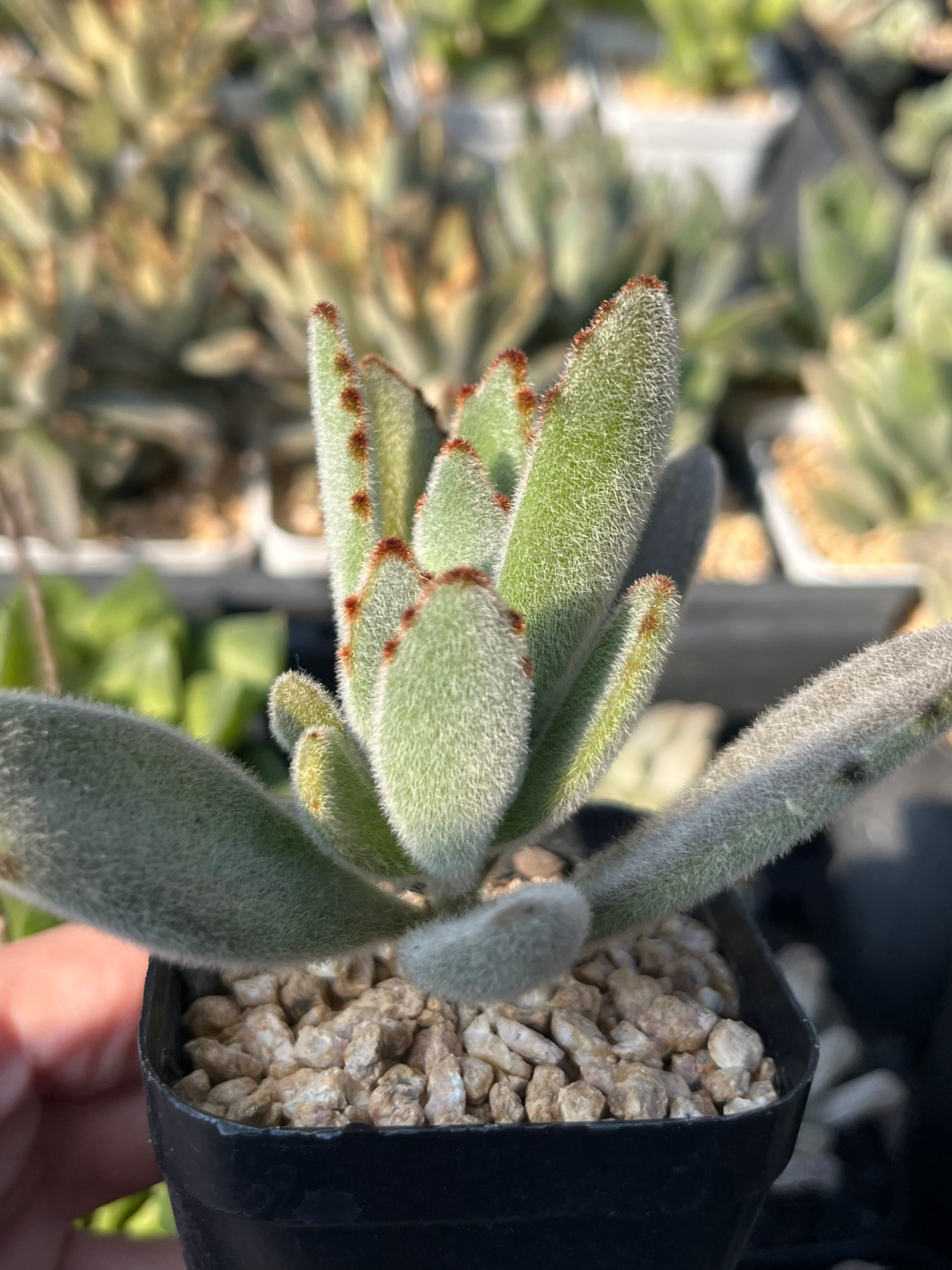 Kalanchoe Panda Plant 玉兔耳 Claire Shop Succulent