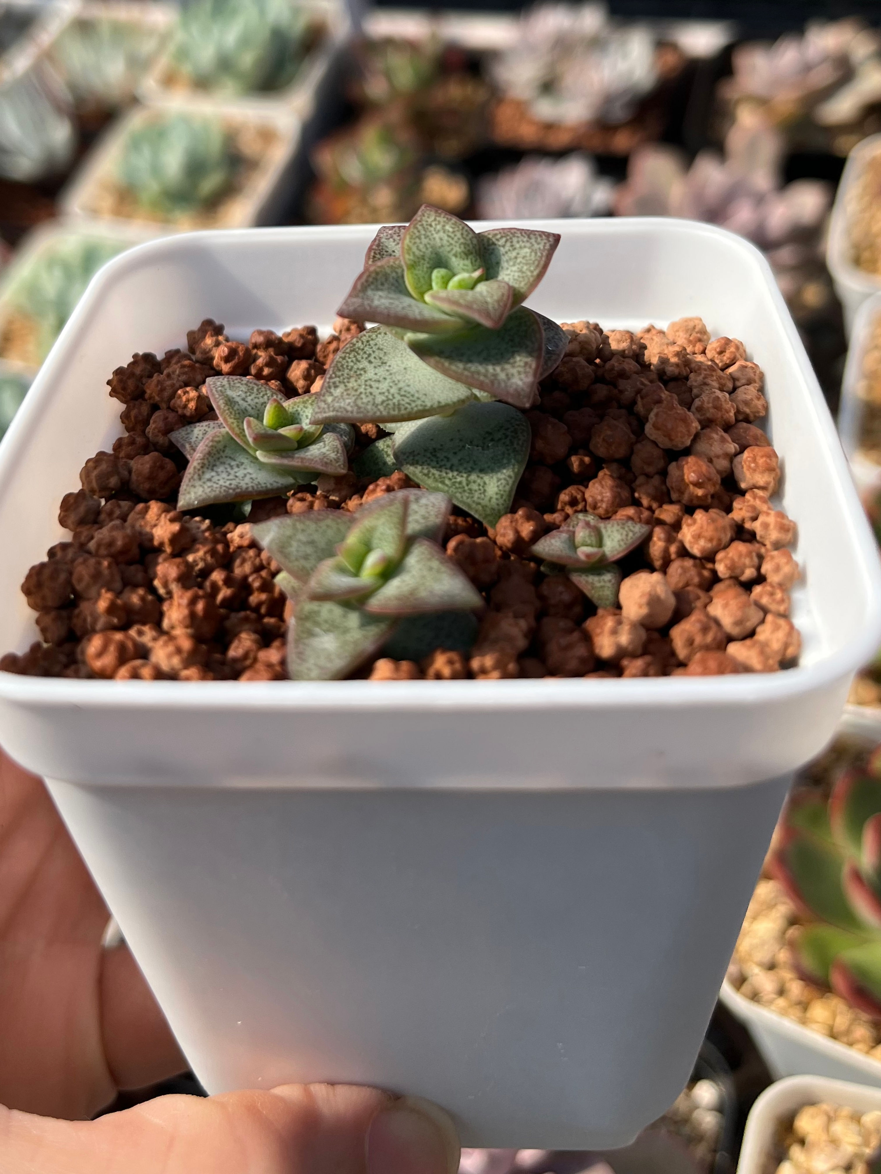 Crassula Conjuncta 星王子 Claire Shop Succulent